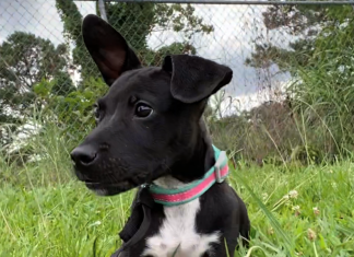 BONUS Pet of the Week: Take this Bentley for a spin!