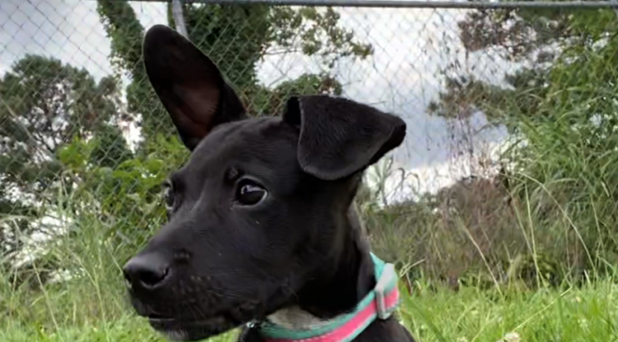 BONUS Pet of the Week: Take this Bentley for a spin!