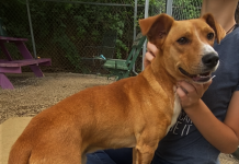 Pet of the Week: Make a summertime friend with Jojo!