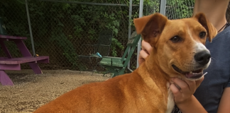 Pet of the Week: Make a summertime friend with Jojo!