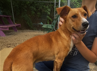 Pet of the Week: Make a summertime friend with Jojo!