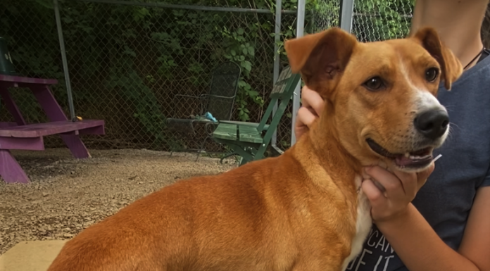 Pet of the Week: Make a summertime friend with Jojo!