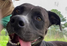 Pet of the Week: Make friends with Judy!