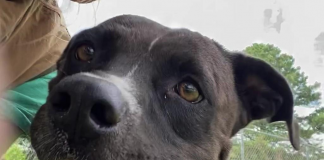 Pet of the Week: Make friends with Judy!