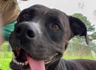 Pet of the Week: Make friends with Judy!