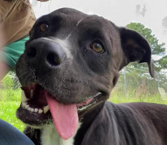 Pet of the Week: Make friends with Judy!