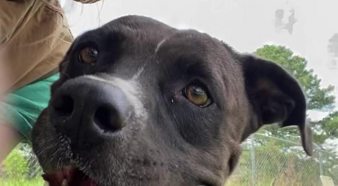 Pet of the Week: Make friends with Judy!