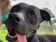 Pet of the Week: Make friends with Judy!