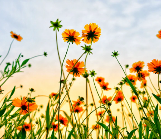 Editorial: The Policies of Starting Over – Patience