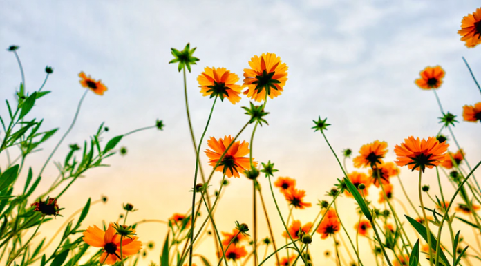 Editorial: The Policies of Starting Over – Patience