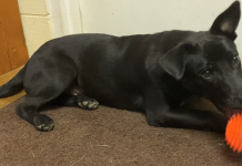 Pet of the Week: Take Scooter for a spin!