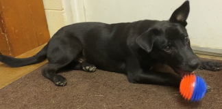 Pet of the Week: Take Scooter for a spin!