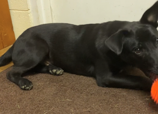 Pet of the Week: Take Scooter for a spin!