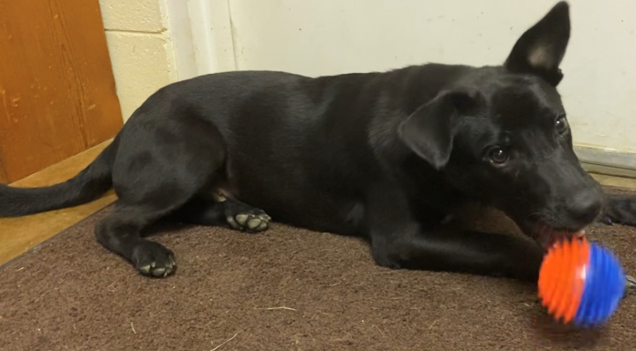 Pet of the Week: Take Scooter for a spin!