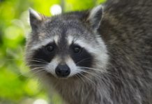 Raccoon confirmed positive for rabies in Cullman; precautions advised