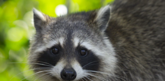 Raccoon confirmed positive for rabies in Cullman; precautions advised