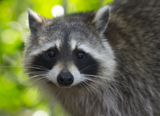 Raccoon confirmed positive for rabies in Cullman; precautions advised