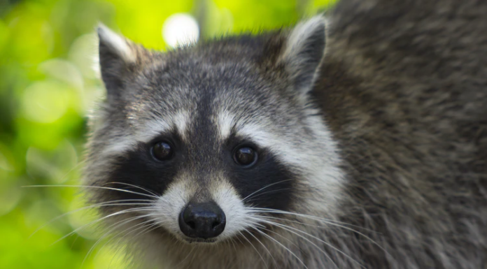Raccoon confirmed positive for rabies in Cullman; precautions advised