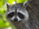 Raccoon confirmed positive for rabies in Cullman; precautions advised