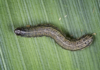 March of the armyworm