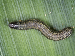 March of the armyworm