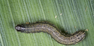 March of the armyworm