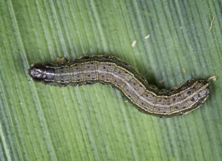 March of the armyworm