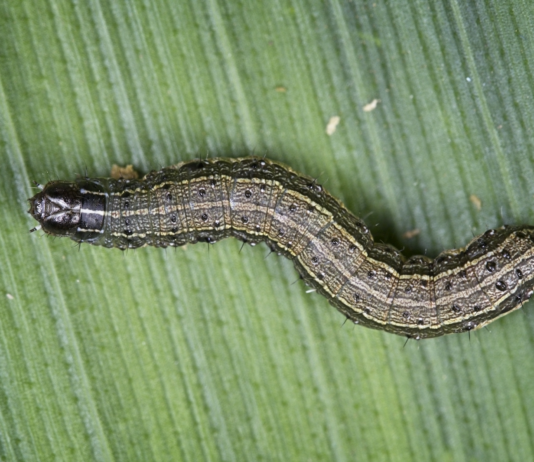 March of the armyworm