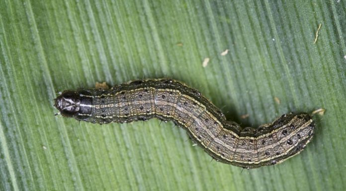 March of the armyworm