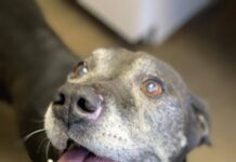 Pet of the Week: Relax in the shade with Gramps!