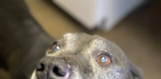 Pet of the Week: Relax in the shade with Gramps!