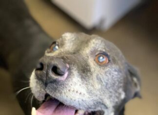 Pet of the Week: Relax in the shade with Gramps!