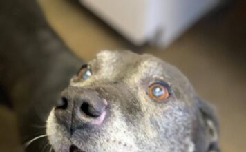Pet of the Week: Relax in the shade with Gramps!