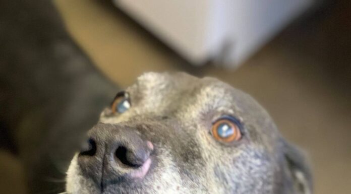 Pet of the Week: Relax in the shade with Gramps!