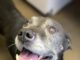 Pet of the Week: Relax in the shade with Gramps!