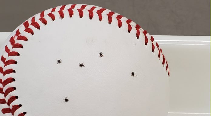 Tips and tricks to avoid picking up ticks