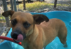 Bonus Pet of the Week: Find some happiness with Asher!