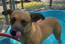 Bonus Pet of the Week: Find some happiness with Asher!