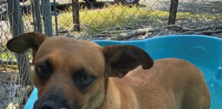 Bonus Pet of the Week: Find some happiness with Asher!