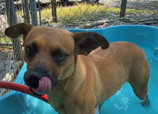 Bonus Pet of the Week: Find some happiness with Asher!