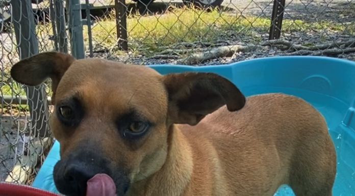 Bonus Pet of the Week: Find some happiness with Asher!