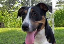 Pet of the Week: Splash around with Ruffles!