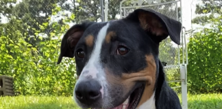 Pet of the Week: Splash around with Ruffles!