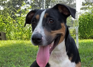 Pet of the Week: Splash around with Ruffles!