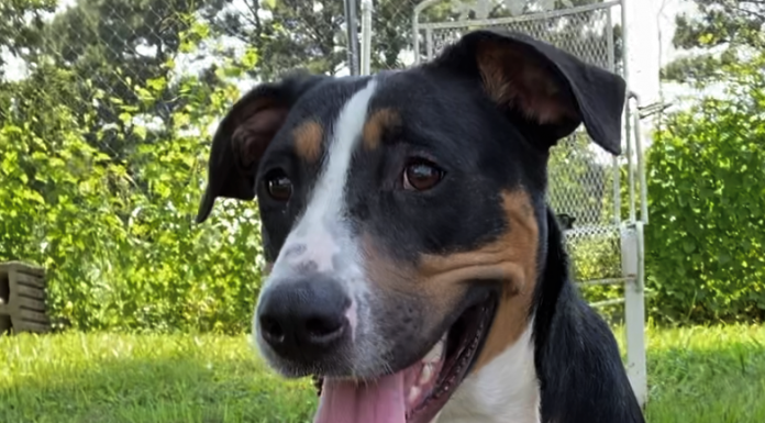 Pet of the Week: Splash around with Ruffles!