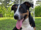 Pet of the Week: Splash around with Ruffles!