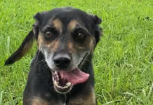 Pet of the Week: Sing a song with Coco!