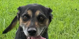 Pet of the Week: Sing a song with Coco!