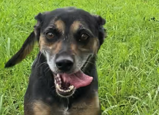 Pet of the Week: Sing a song with Coco!