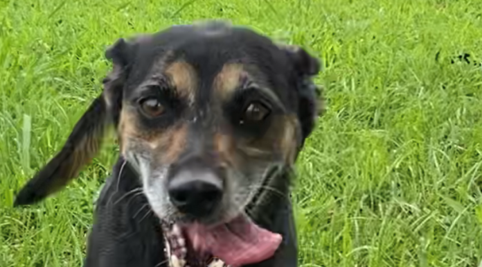 Pet of the Week: Sing a song with Coco!